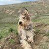 Profile picture of the animal