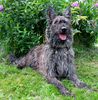 Profile picture of the animal