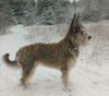 Profile picture of the animal
