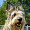 Profile picture of the animal