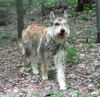 Profile picture of the animal