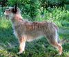 Profile picture of the animal