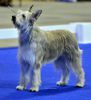 Profile picture of the animal