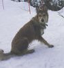 Profile picture of the animal