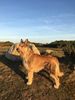 Profile picture of the animal