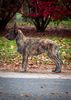 Profile picture of the animal
