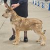 Profile picture of the animal