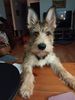 Profile picture of the animal