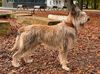 Profile picture of the animal
