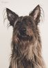 Profile picture of the animal