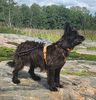 Profile picture of the animal