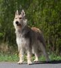 Profile picture of the animal