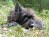Profile picture of the animal