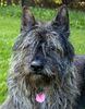 Profile picture of the animal