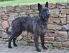 Profile picture of the animal