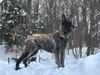 Profile picture of the animal