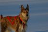 Profile picture of the animal