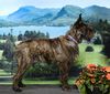 Profile picture of the animal