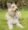 Profile picture of the animal