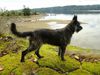Profile picture of the animal