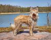 Profile picture of the animal