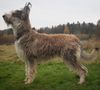 Profile picture of the animal