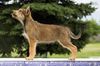 Profile picture of the animal