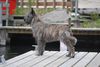 Profile picture of the animal