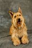 Profile picture of the animal