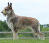 Profile picture of the animal