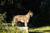 Profile picture of the animal