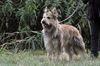 Profile picture of the animal