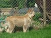 Profile picture of the animal
