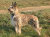 Profile picture of the animal