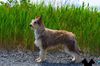 Profile picture of the animal