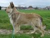 Profile picture of the animal
