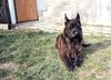 Profile picture of the animal