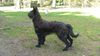 Profile picture of the animal