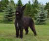 Profile picture of the animal