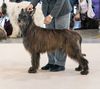 Profile picture of the animal