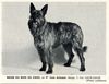 Profile picture of the animal