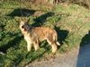 Profile picture of the animal