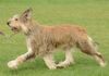 Profile picture of the animal