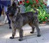 Profile picture of the animal