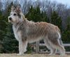 Profile picture of the animal