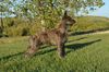 Profile picture of the animal
