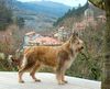 Profile picture of the animal