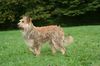 Profile picture of the animal
