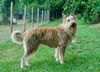 Profile picture of the animal
