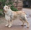 Profile picture of the animal